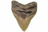Fossil Megalodon Tooth - North Carolina #199702-1